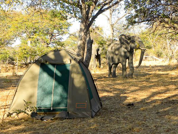 Botswana camping safaris