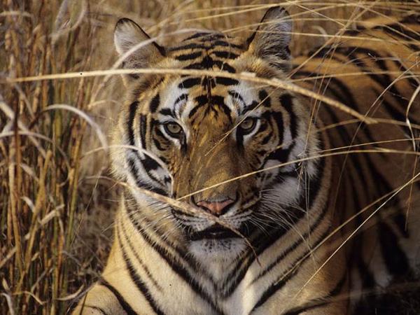 Southern India tailor made tour, Jungle trails