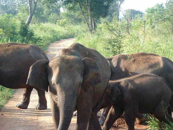 Southern India tailor made tour, Jungle trails
