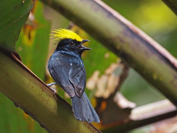 Southern India tailor made tour, Jungle trails