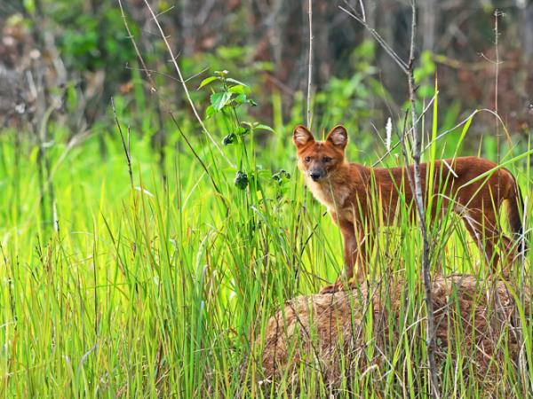 Southern India tailor made tour, Jungle trails