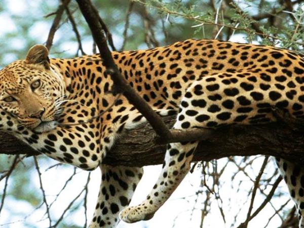 Southern India tailor made tour, Jungle trails