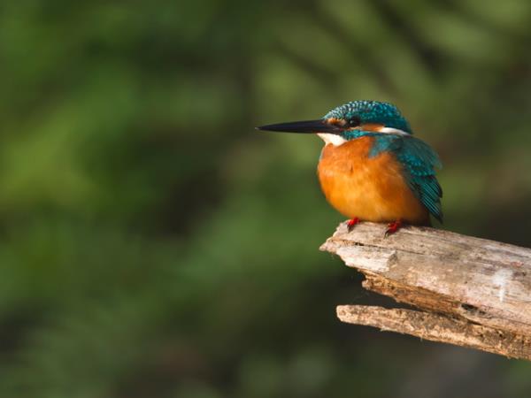 Southern India tailor made tour, Jungle trails