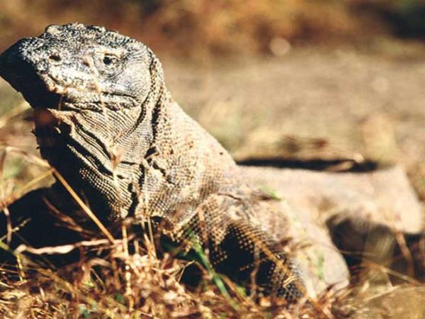 Kayaking holiday in Indonesia, Komodo Dragon tour