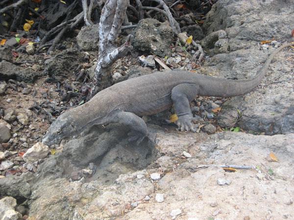 Kayaking holiday in Indonesia, Komodo Dragon tour