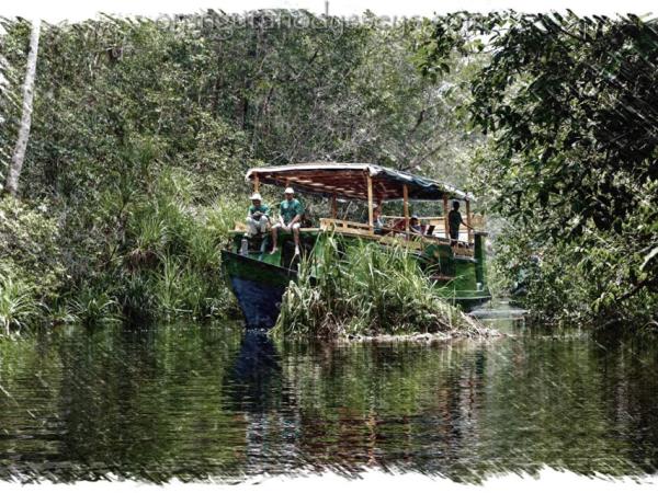 Tanjung Puting orangutan holiday, Borneo