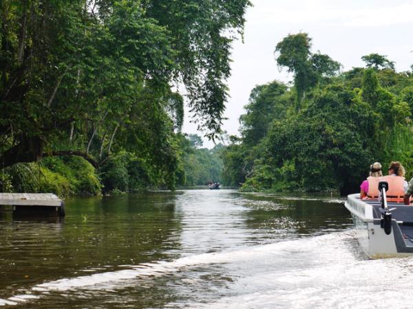 Tanjung Puting orangutan holiday, Borneo