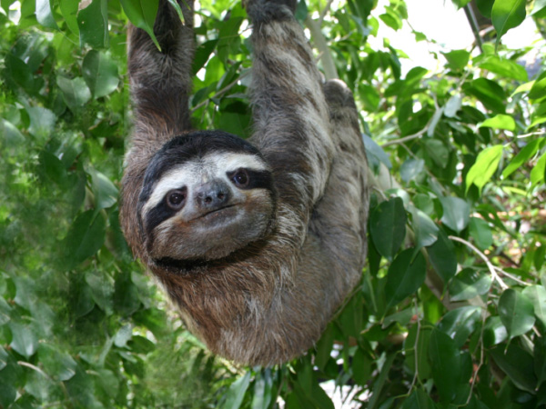Amazon conservation project in Peru