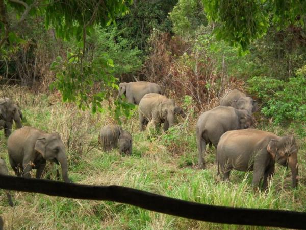 Elephant conservation in Sri Lanka