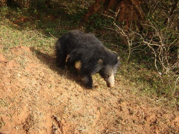 Elephant conservation in Sri Lanka