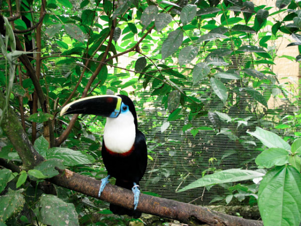 Wildlife volunteering in Bolivia