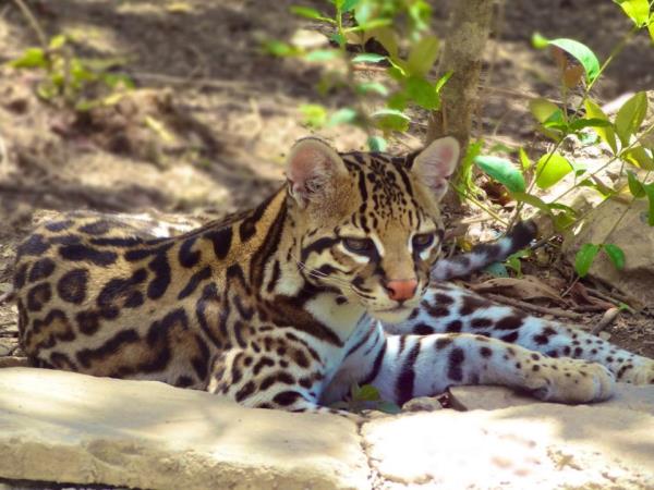 Wildlife volunteering in Bolivia