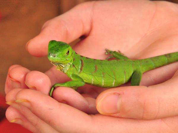 Costa Rica family activity vacation