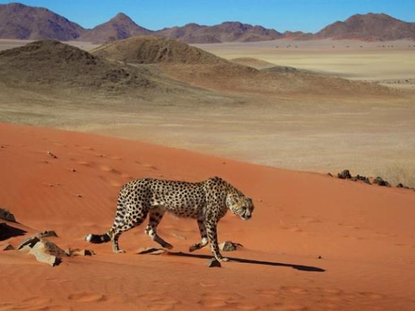 Namibia carnivore conservation & research project