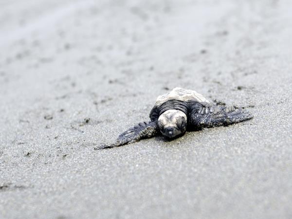 Costa Rica turtle conservation experience