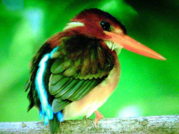 Sulawesi bird watching tour, Indonesia