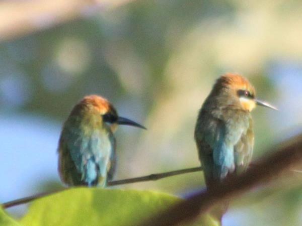 Sulawesi bird watching tour, Indonesia