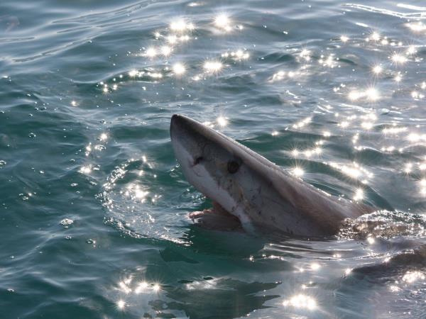 The great white shark conservation project in South Africa