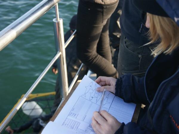 The great white shark conservation project in South Africa
