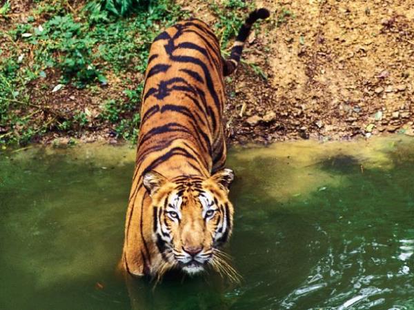 Wildlife conservation holiday in India