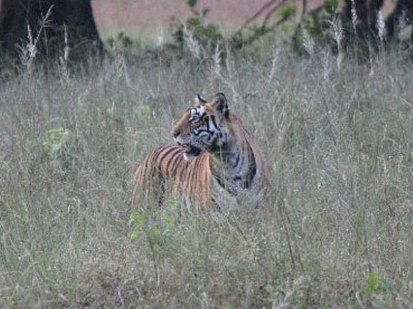 Wildlife conservation holiday in India