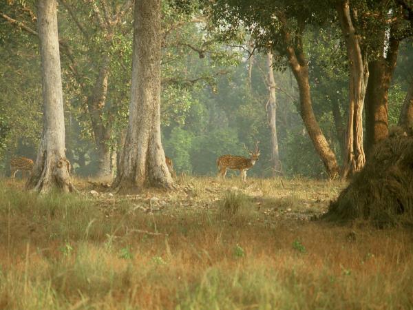 Wildlife conservation holiday in India