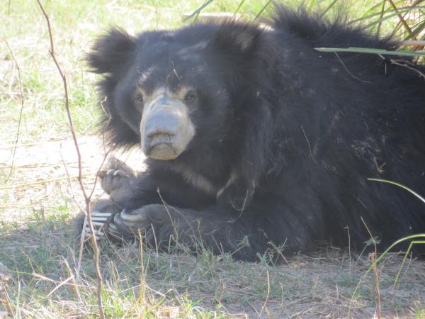 Wildlife conservation holiday in India