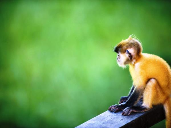 Borneo wildlife vacation, 13 days