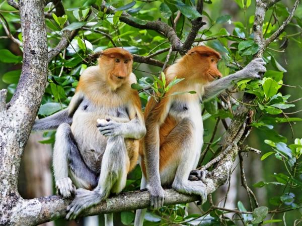 Borneo wildlife vacation, 13 days