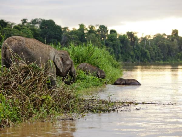 Borneo wildlife vacation, 13 days