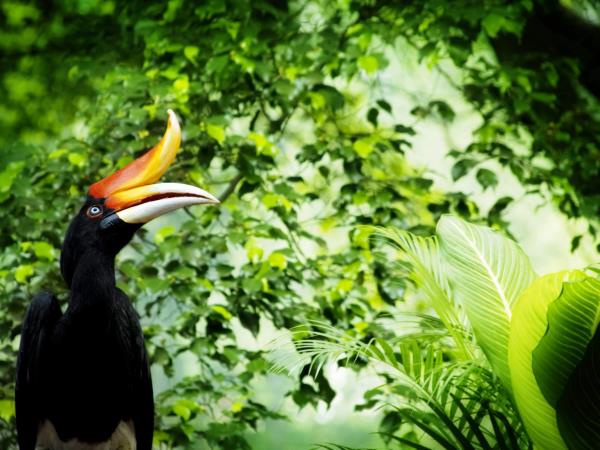 Borneo wildlife vacation, 13 days