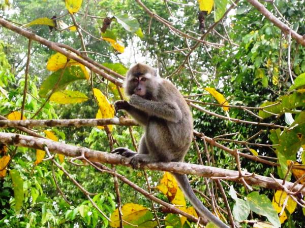 Borneo wildlife vacation, 13 days