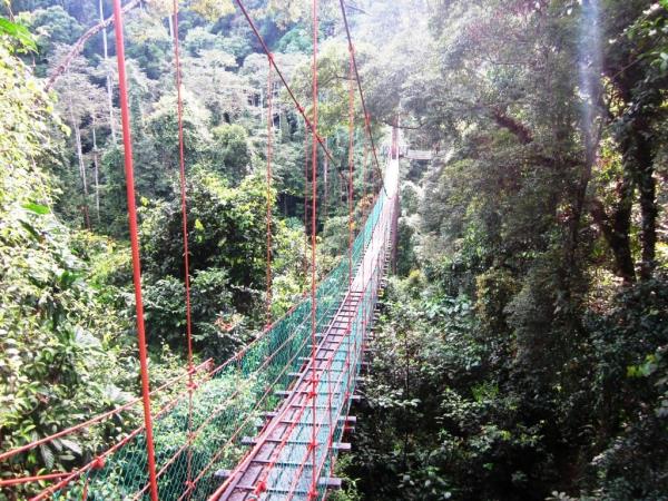 Borneo orangutan vacation