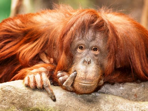 Borneo orangutan vacation