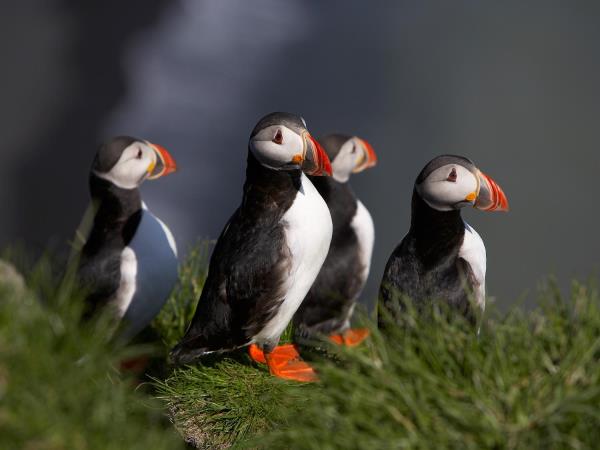 Iceland cruise, Circumnavigation