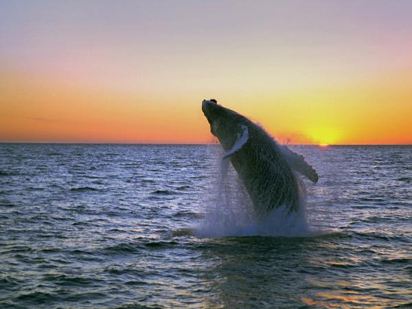 Northern lights and whale watching cruise in Iceland