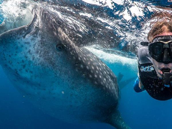 Mozambique marine conservation project