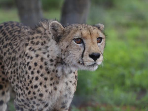 Namibia wildlife sanctuary volunteering holiday