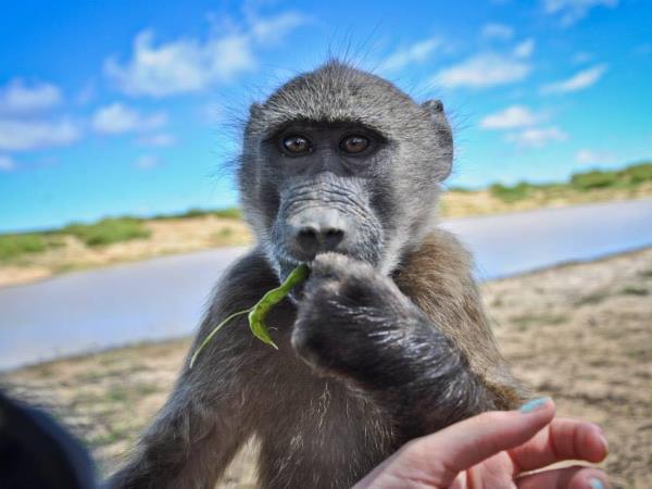 Namibia wildlife sanctuary volunteering holiday