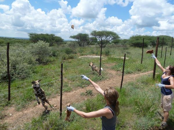 Namibia wildlife sanctuary volunteering holiday