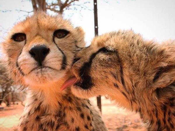 Namibia wildlife sanctuary volunteering holiday
