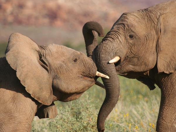Elephant conservation project in Namibia