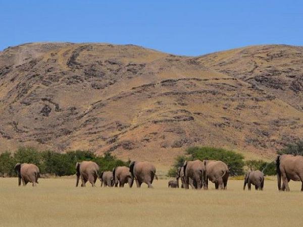 Elephant conservation project in Namibia