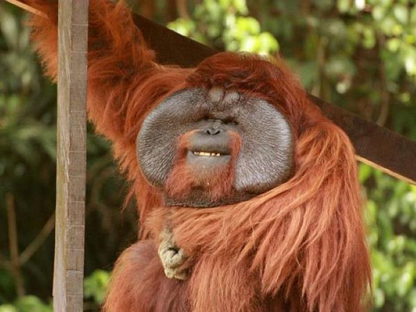 Orangutan conservation vacation in Borneo