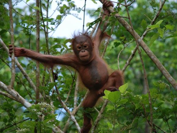 Orangutan conservation vacation in Borneo