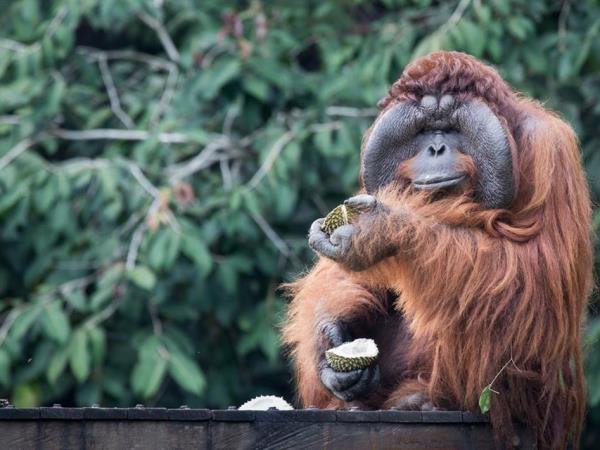 Orangutan volunteering in Borneo