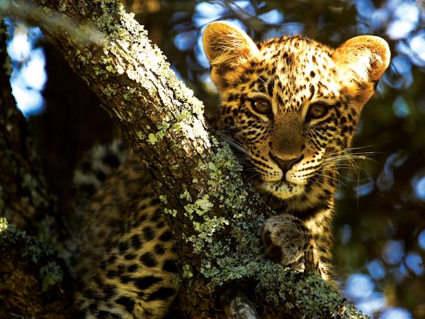 Volunteer at The Shamwari Wildlife Reserve, South Africa
