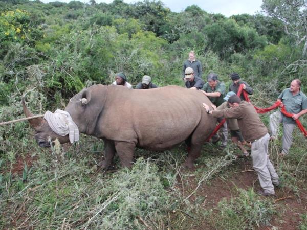 Volunteer at The Shamwari Wildlife Reserve, South Africa