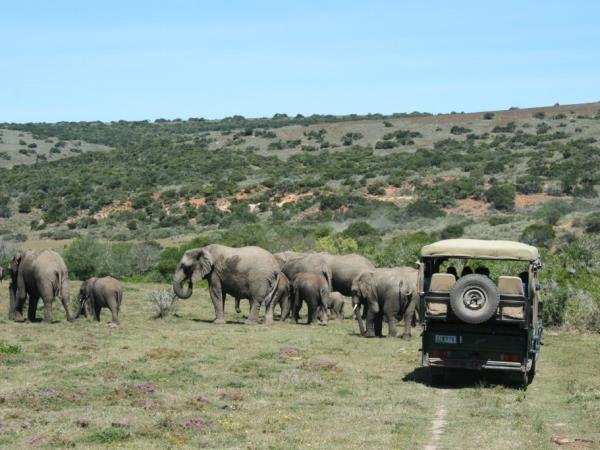 Volunteer at The Shamwari Wildlife Reserve, South Africa