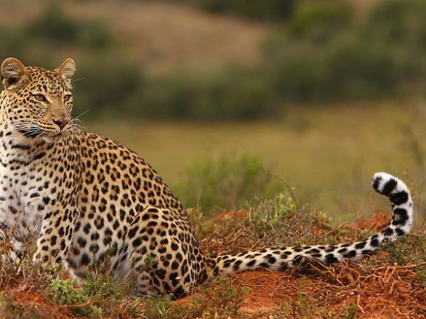 Volunteer at The Shamwari Wildlife Reserve, South Africa